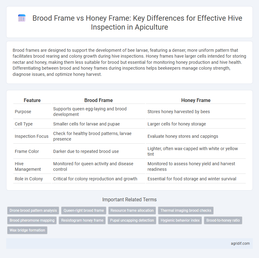 Brood Frame vs Honey Frame: Key Differences for Effective Hive Inspection in Apiculture
