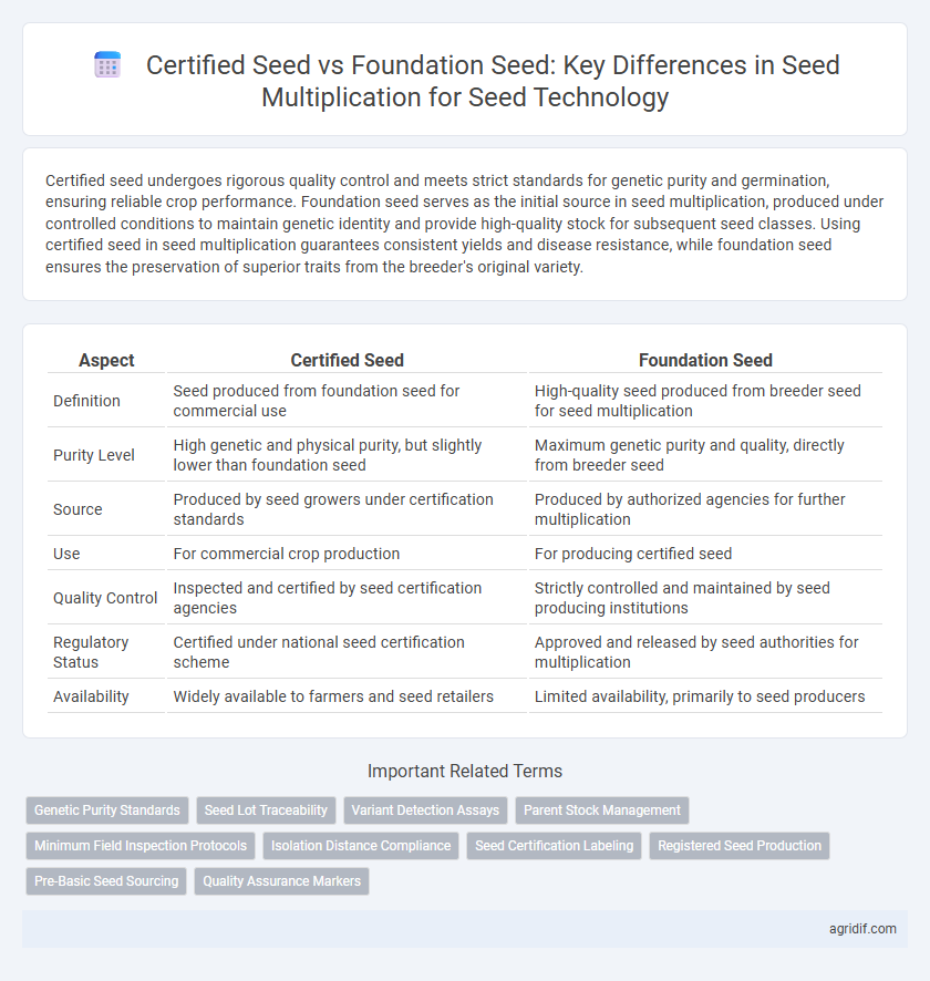 Certified Seed vs Foundation Seed: Key Differences in Seed Multiplication for Seed Technology