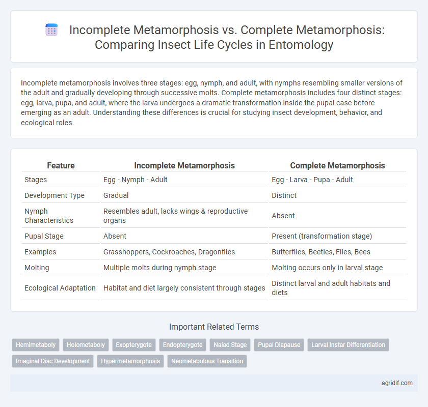 Incomplete Metamorphosis vs. Complete Metamorphosis: Comparing Insect Life Cycles in Entomology