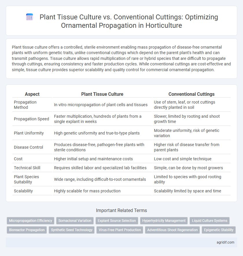 Plant Tissue Culture vs. Conventional Cuttings: Optimizing Ornamental Propagation in Horticulture