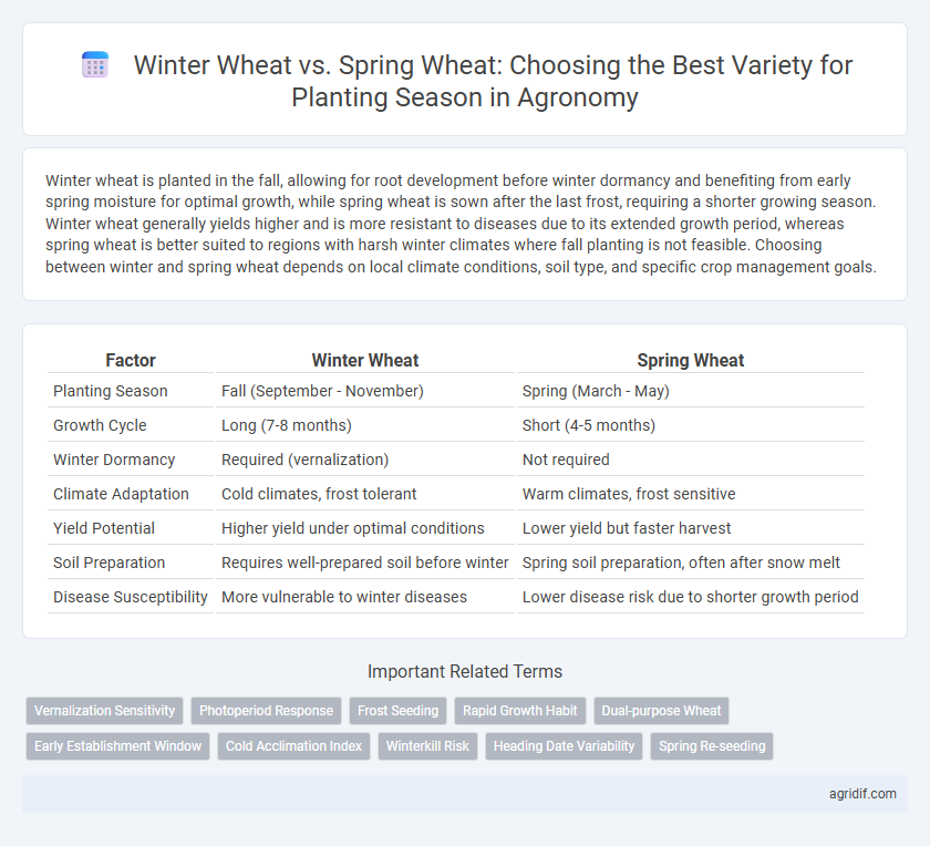 Winter Wheat vs. Spring Wheat: Choosing the Best Variety for Planting Season in Agronomy