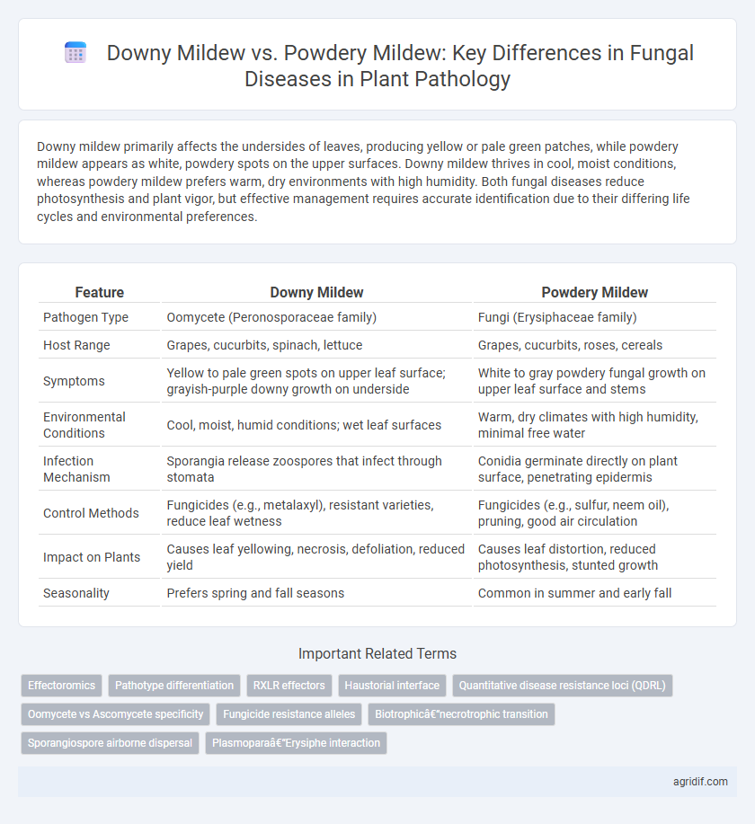 Downy Mildew vs. Powdery Mildew: Key Differences in Fungal Diseases in Plant Pathology