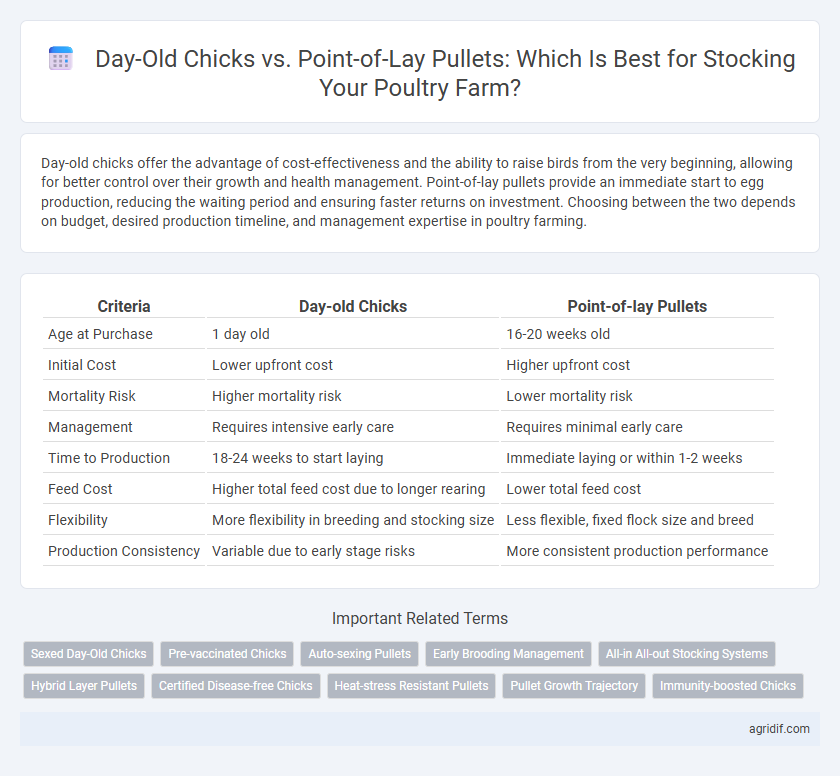Day-Old Chicks vs. Point-of-Lay Pullets: Which Is Best for Stocking Your Poultry Farm?