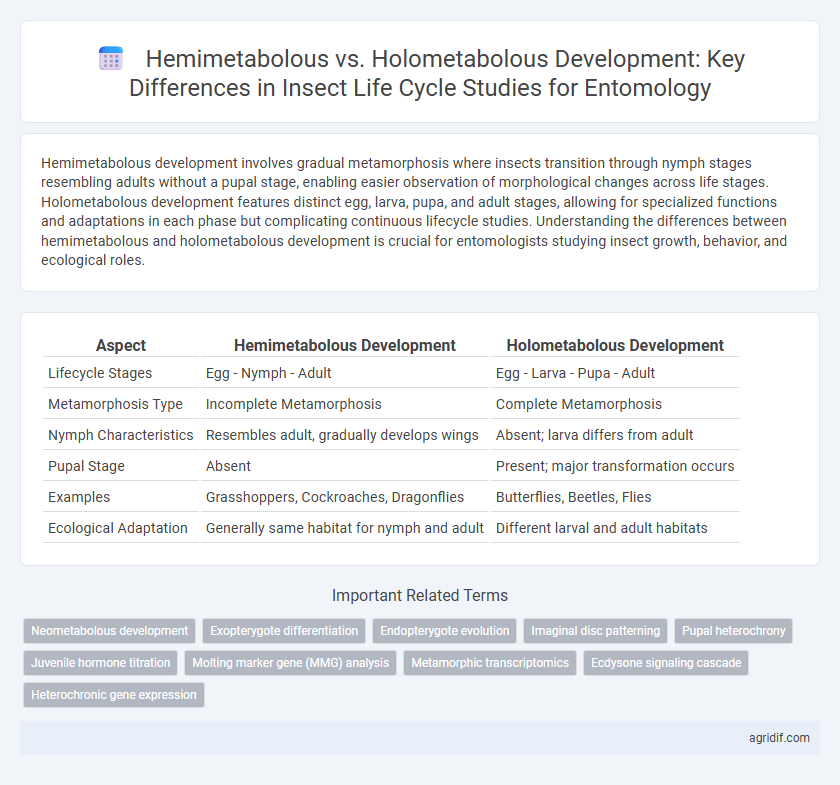 Hemimetabolous vs. Holometabolous Development: Key Differences in Insect Life Cycle Studies for Entomology