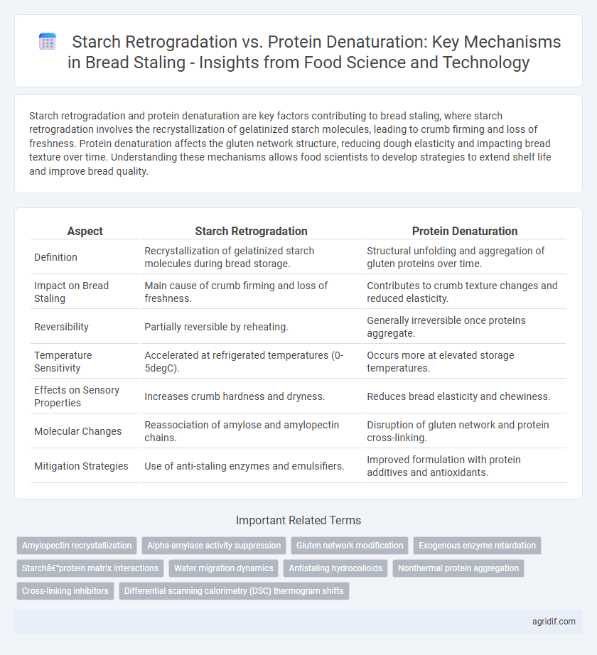 Starch Retrogradation vs. Protein Denaturation: Key Mechanisms in Bread Staling - Insights from Food Science and Technology