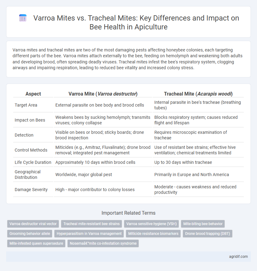 Varroa Mites vs. Tracheal Mites: Key Differences and Impact on Bee Health in Apiculture