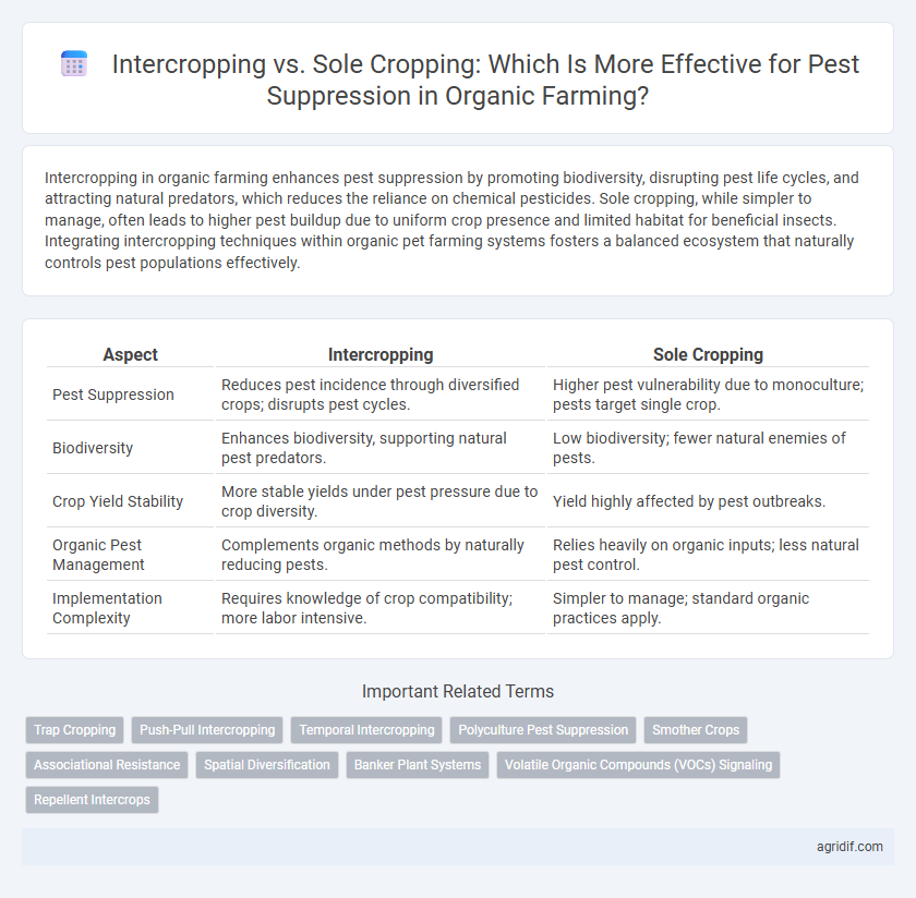 Intercropping vs. Sole Cropping: Which Is More Effective for Pest Suppression in Organic Farming?