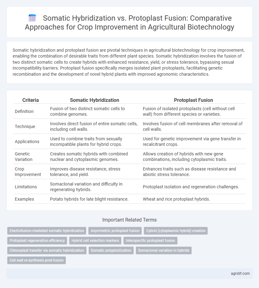 Somatic Hybridization vs. Protoplast Fusion: Comparative Approaches for Crop Improvement in Agricultural Biotechnology
