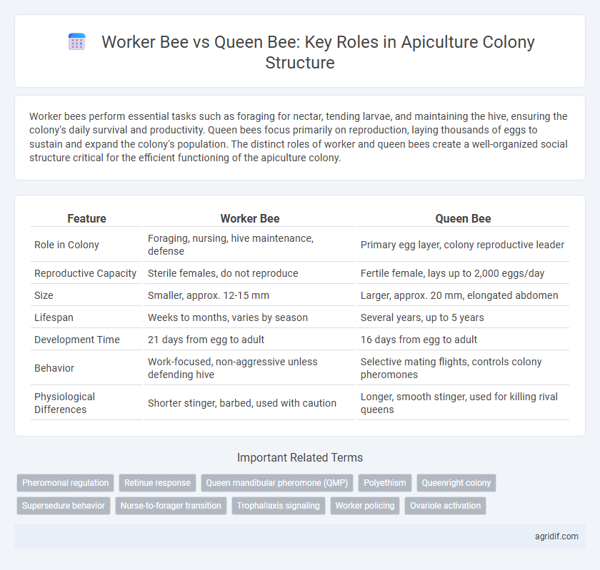 Worker Bee vs Queen Bee: Key Roles in Apiculture Colony Structure