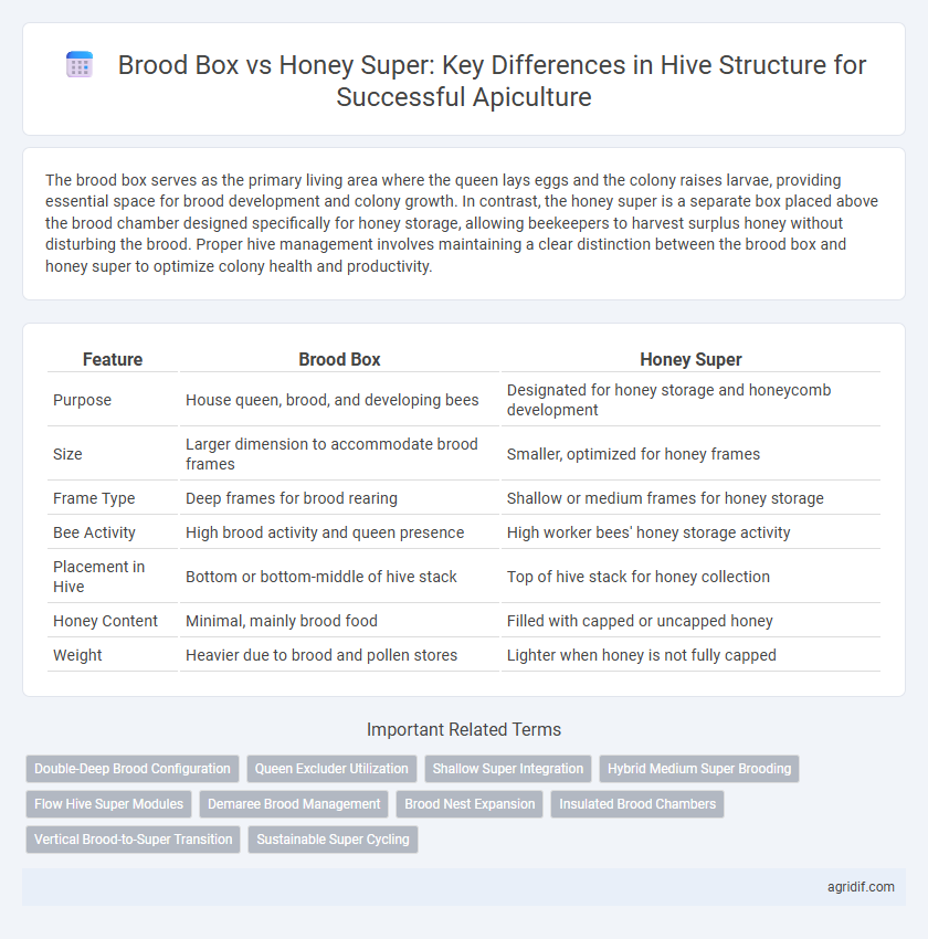 Brood Box vs Honey Super: Key Differences in Hive Structure for Successful Apiculture