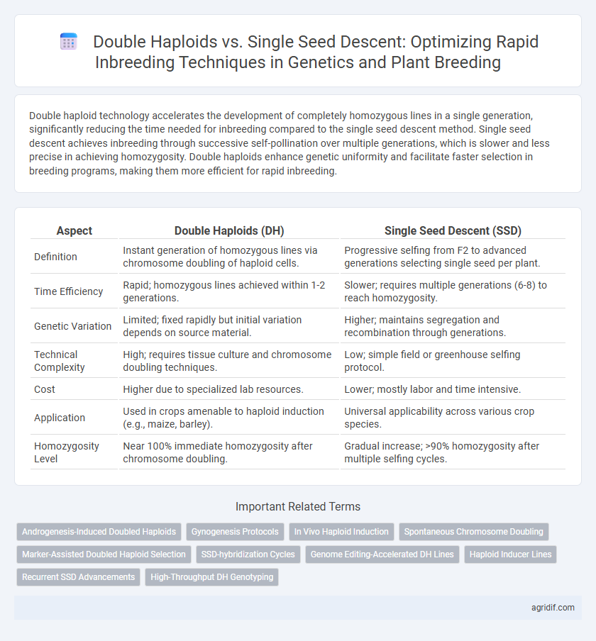 Double Haploids vs. Single Seed Descent: Optimizing Rapid Inbreeding Techniques in Genetics and Plant Breeding
