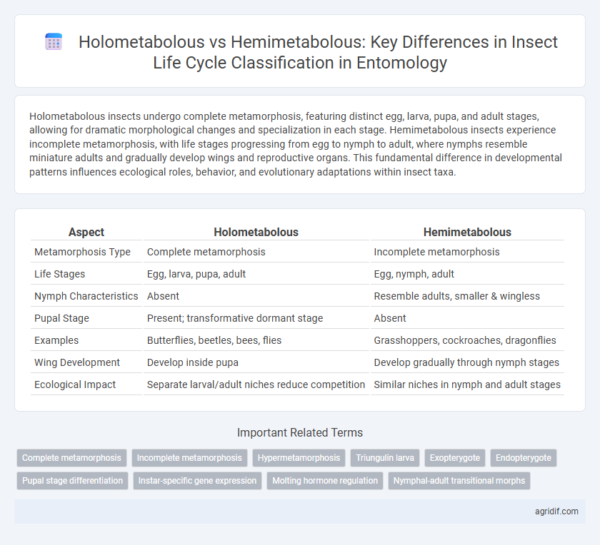 Holometabolous vs Hemimetabolous: Key Differences in Insect Life Cycle Classification in Entomology