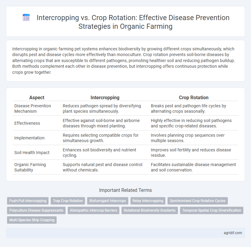 Intercropping vs. Crop Rotation: Effective Disease Prevention Strategies in Organic Farming