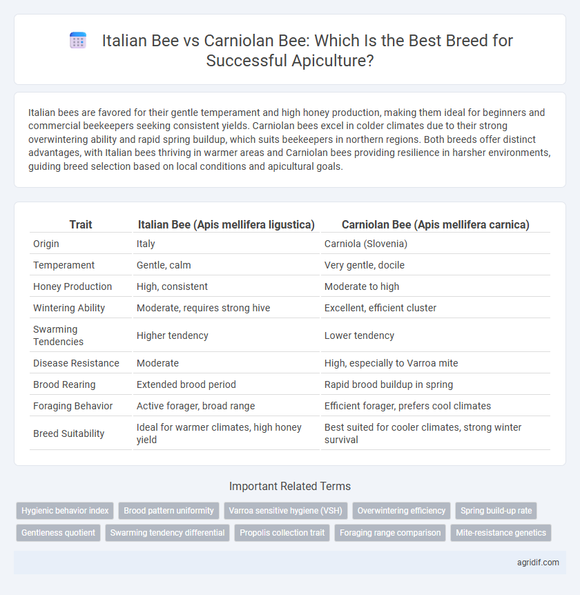Italian Bee vs Carniolan Bee: Which Is the Best Breed for Successful Apiculture?