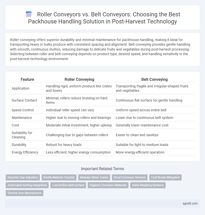 Roller Conveyors vs. Belt Conveyors: Choosing the Best Packhouse Handling Solution in Post-Harvest Technology