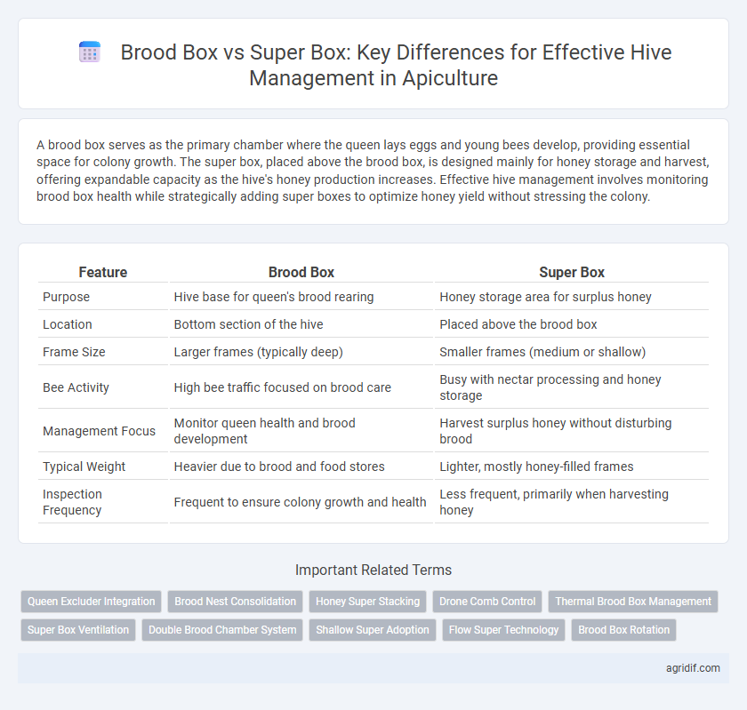 Brood Box vs Super Box: Key Differences for Effective Hive Management in Apiculture